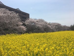 s-菜の花と桜